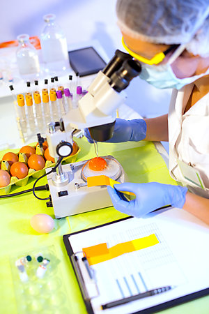 Quality control expert inspecting chicken eggs through a microscope.
