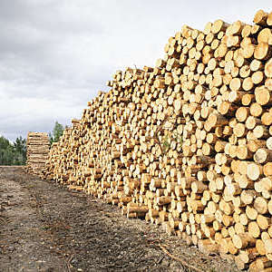 Large stacks of cut timber logs at a sustainably managed pine forest.