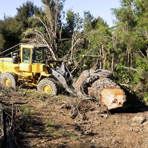 Tractor moving a logged tree.