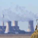 Landscape with a Grey Heron and a power station with pollution in the background.