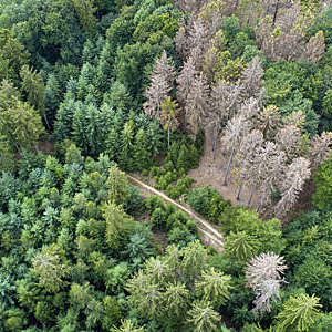 Aerial view of a cluster of dead trees in a forest in Waldsterben, Germany