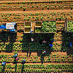 Farm workers putting lettuce into bins on a trailer.