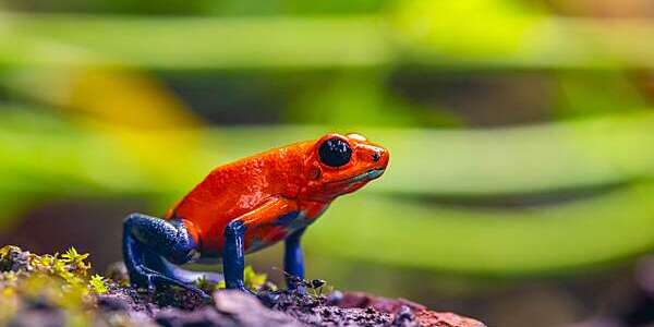 Dendrobat with red back and blue legs sitting on a stone,
